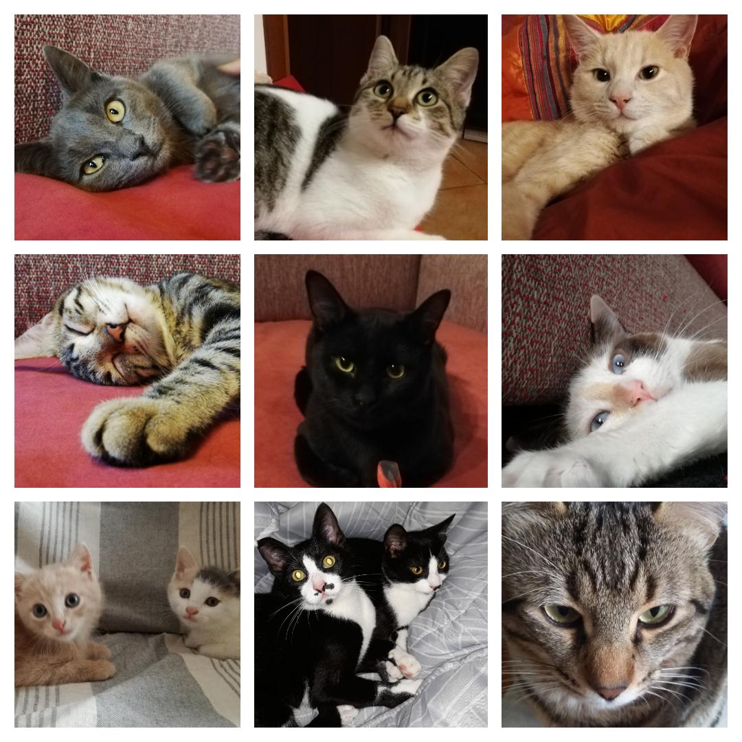 Adozioni, aiuta il Gattile a dare una casa agli amici animali
