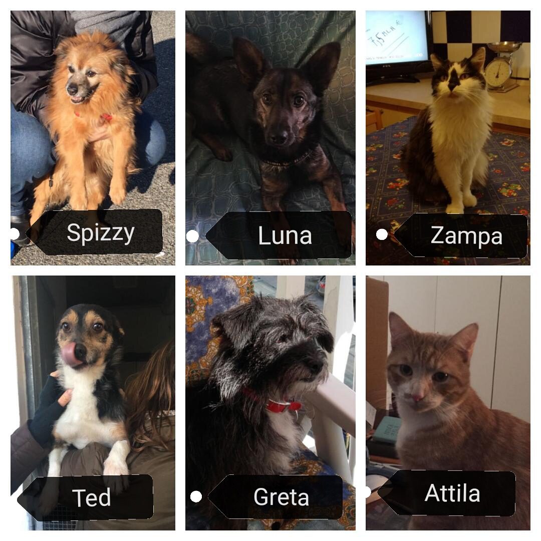 Le Adozioni presso il gattile datemi una cuccia permette di dare casa a cani e gatti